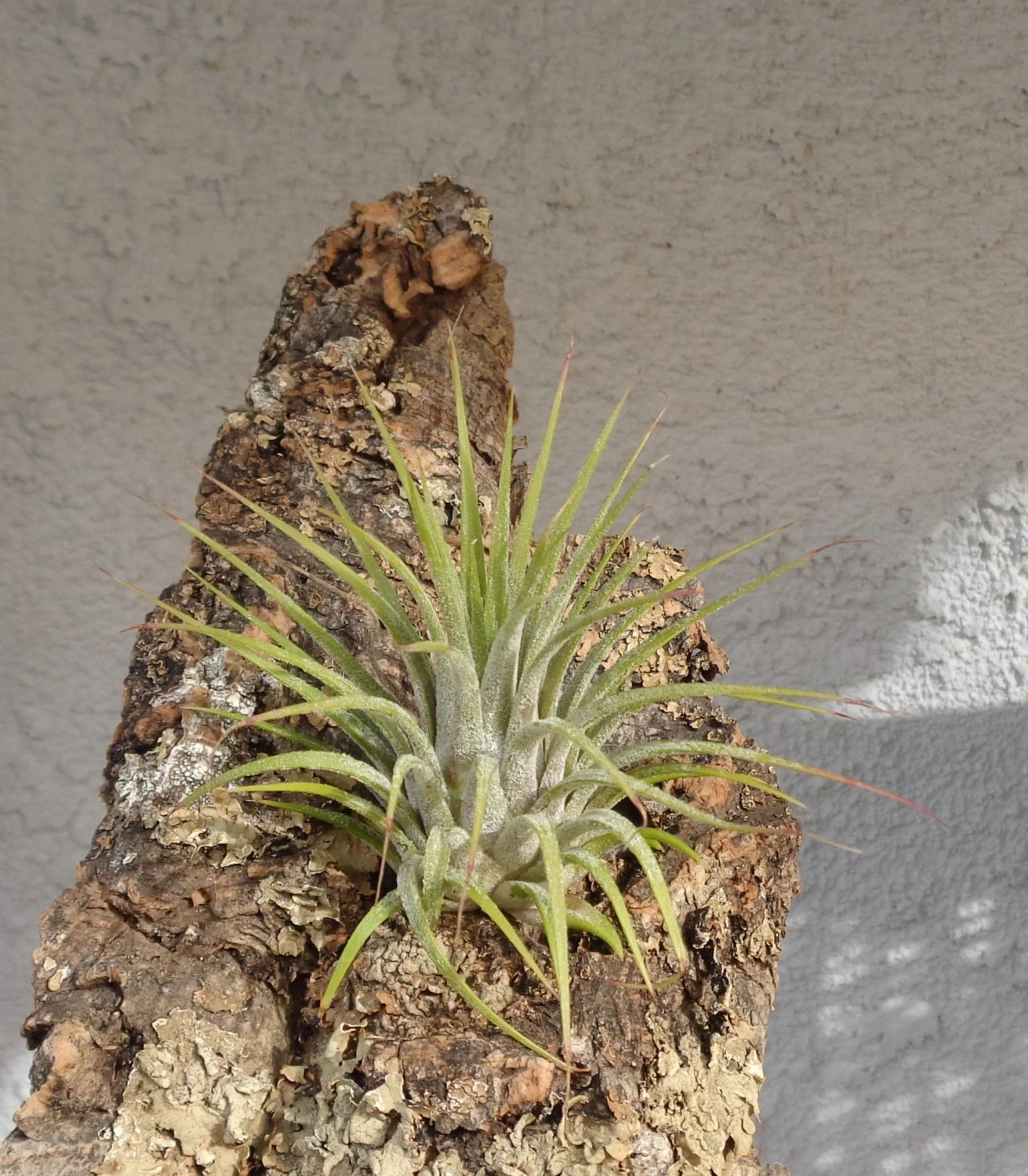 Tillandsia Ionantha Guatemala Air Plants