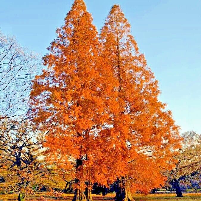 Dawn Redwood Tree Seeds (Metasequoia glyptostroboides) Fast Hardy Bonsai Plant