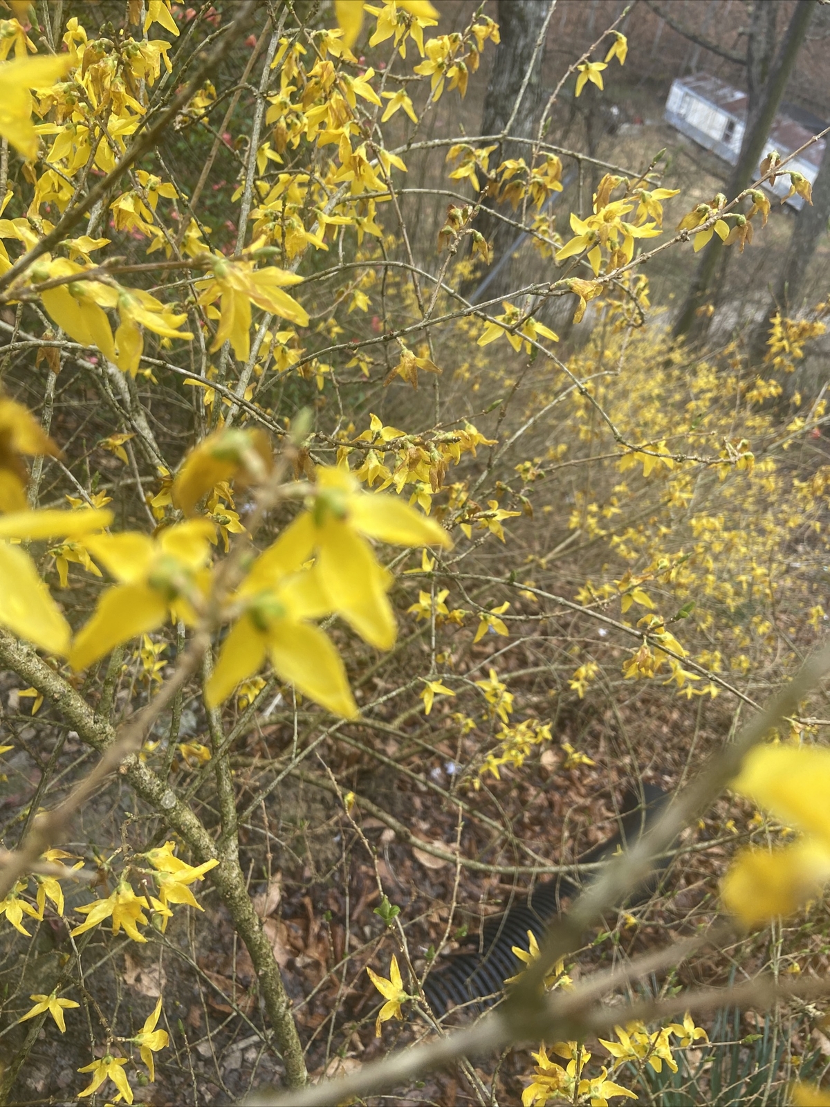 Native perennial Forsythia 15 unrooted cuttings, edible, and medicinal plant