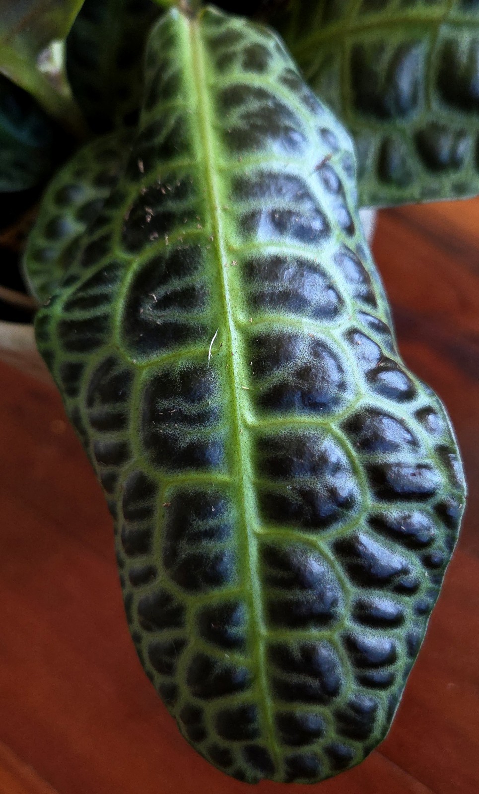 Rare Labisia Kura Kura 14″ Tall 2 Plants Aroid Not Philodendron Monstera