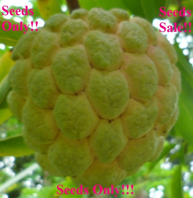 20 Seeds from 2022 Organic Sugar Apple Annona Squamosa Tropical Fruit Plant -U.S