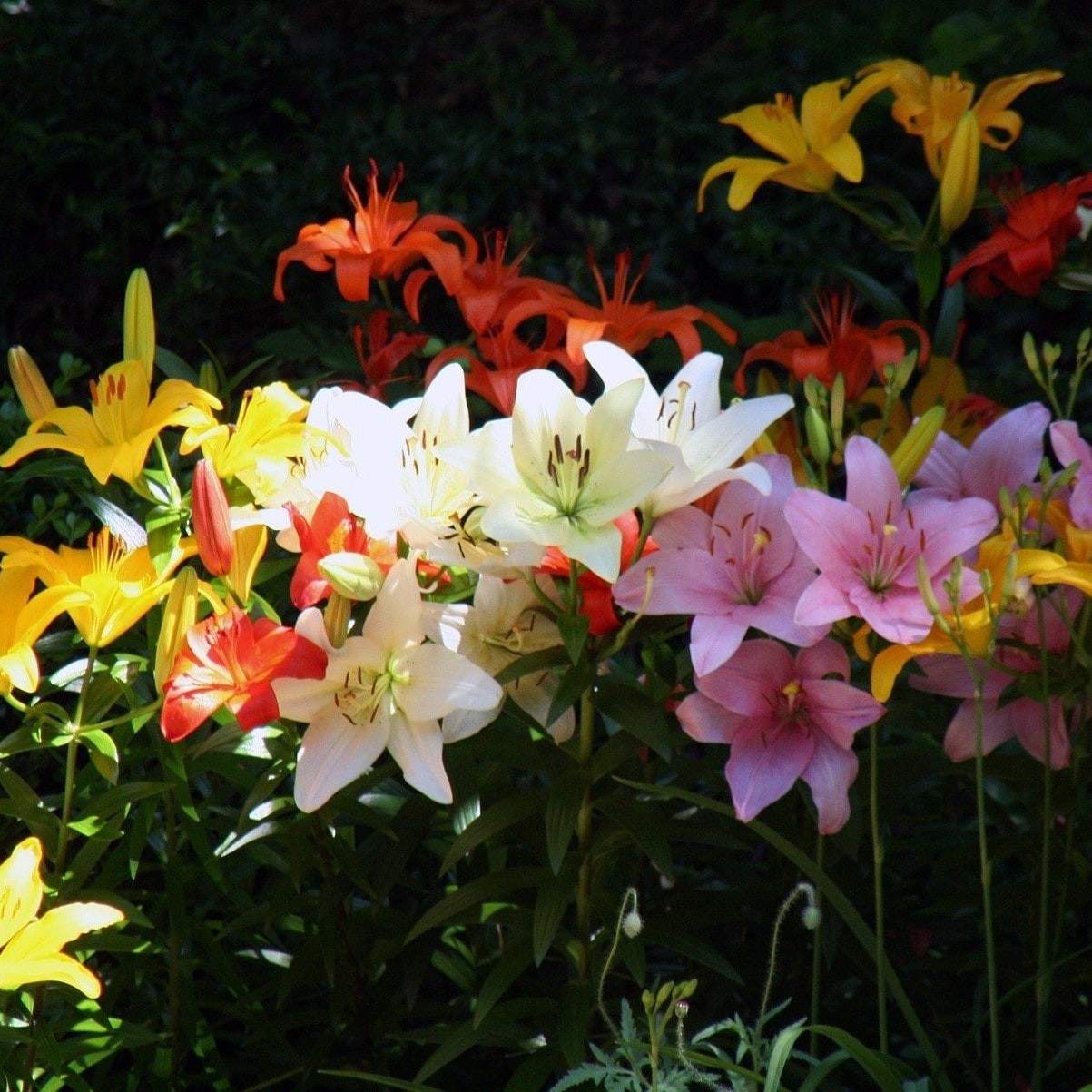 Lilium Oohs and Aahs Colorful Mixed Lily Flowers – 10, 20 or 40 Bulbs – Attracts