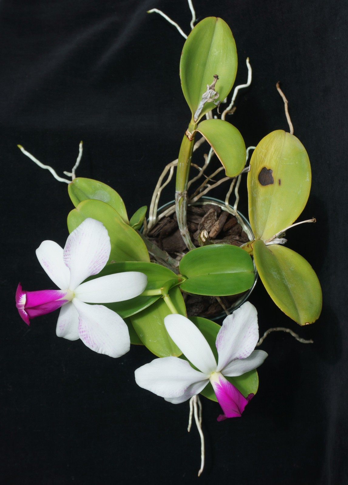 Blooming orchid species: C. violacea v.flamea ‘Highland’, orig.division – HO div