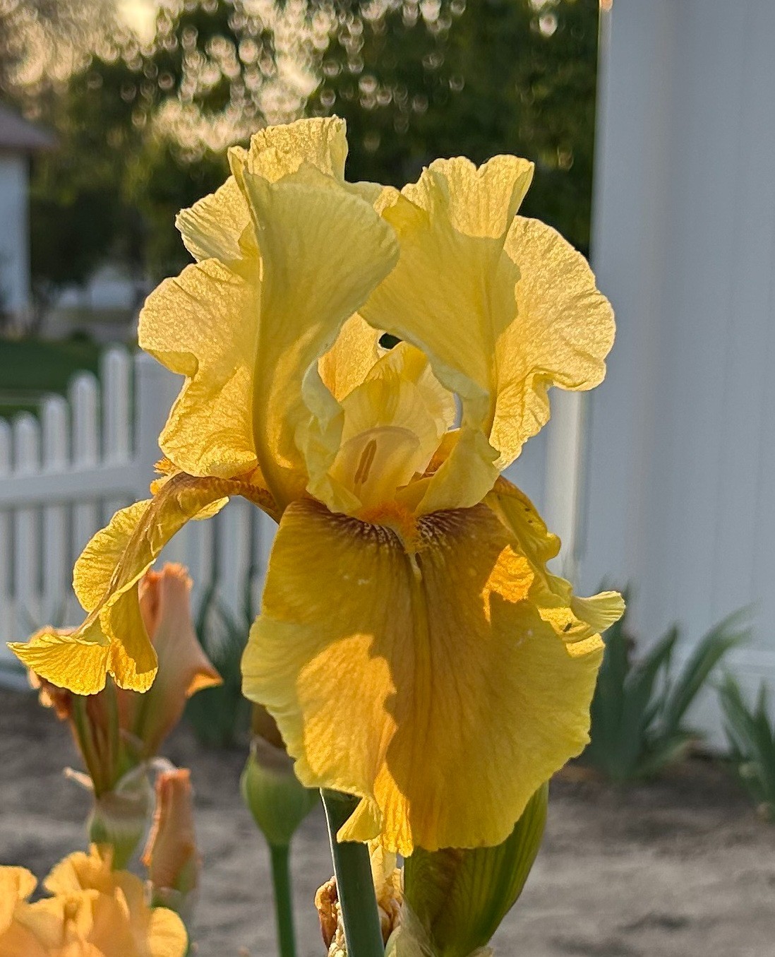 ‘Bayberry Candle’ iris rhizome + gift, combined shipping $1 each additional