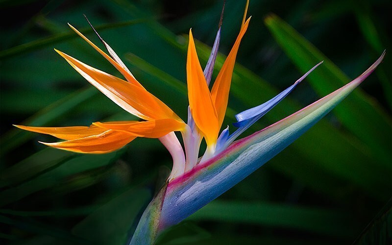 ORANGE Bird of Paradise~Strelitzia Reginae~ROOTED PLANT`10-12 inches tall