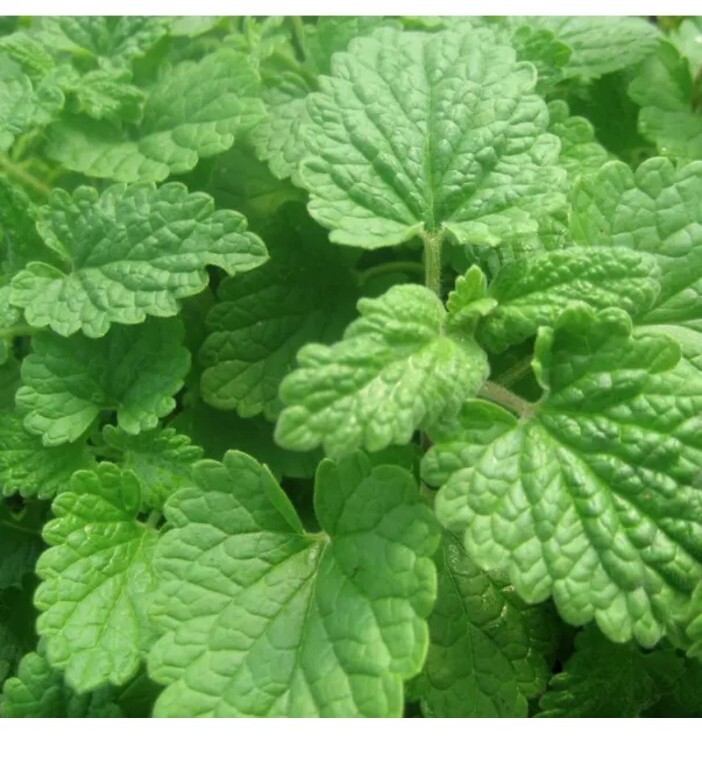 Lemon Catnip Seeds | Non-GMO | Herb Seeds | Seed Store | Free Shipping | 1165