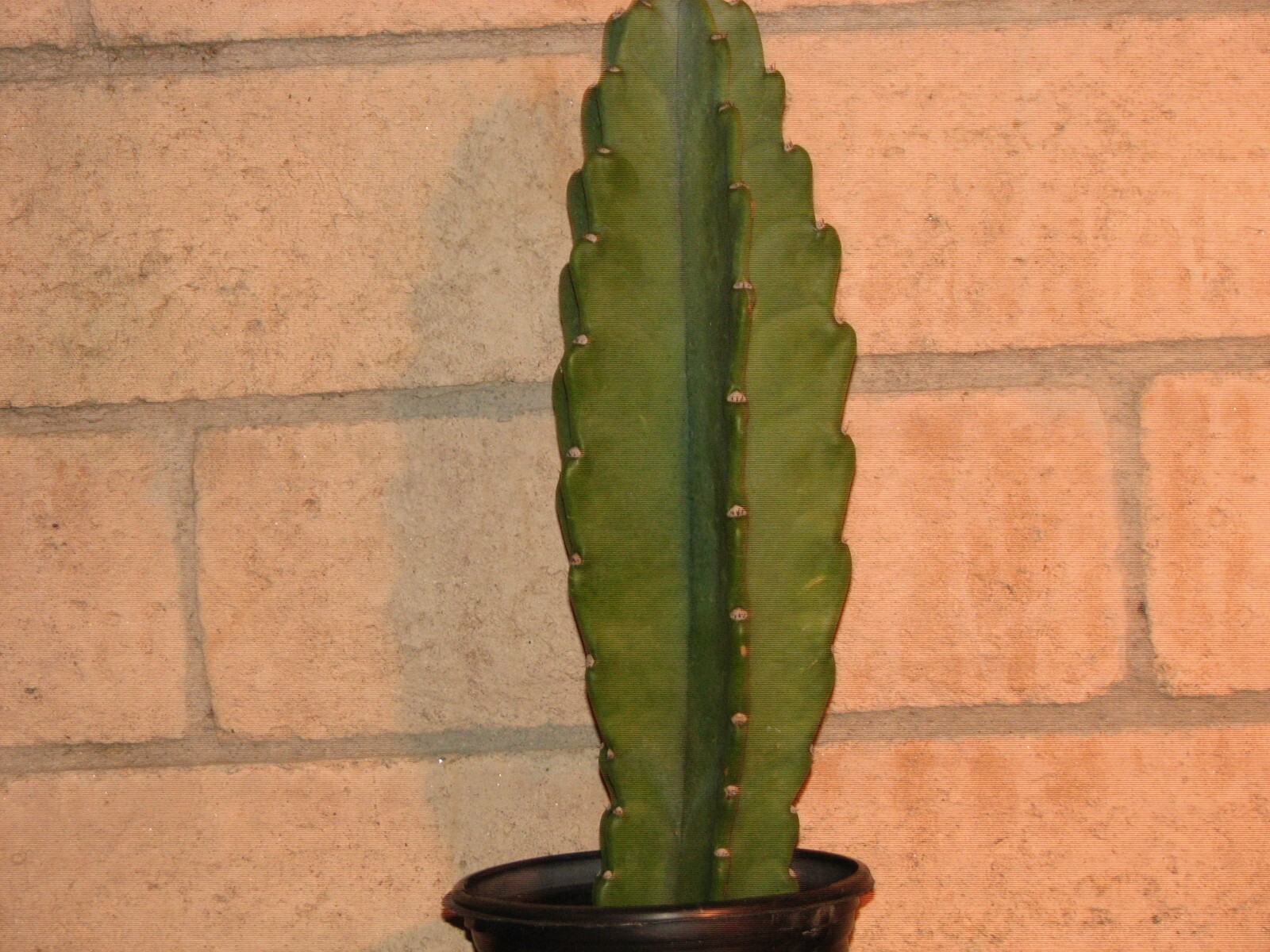 16 1/2 in tall, 5 1/2 in wide Cereus columnar cactus plant