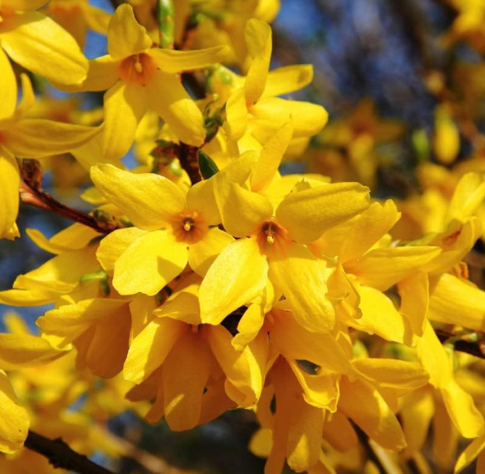 Live Lynwood Gold Forsythia Plant – 6–12” Tall – 4” Pot – Flowering Shrub