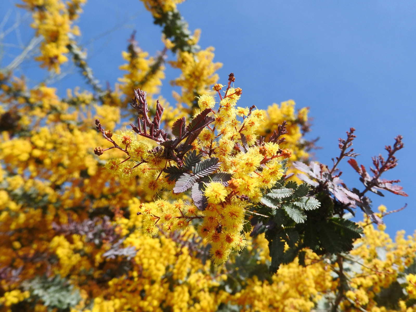 10 PURPLE ACACIA Baileyana Purpurea Fernleaf Mimosa Tree Yellow Flower Seeds