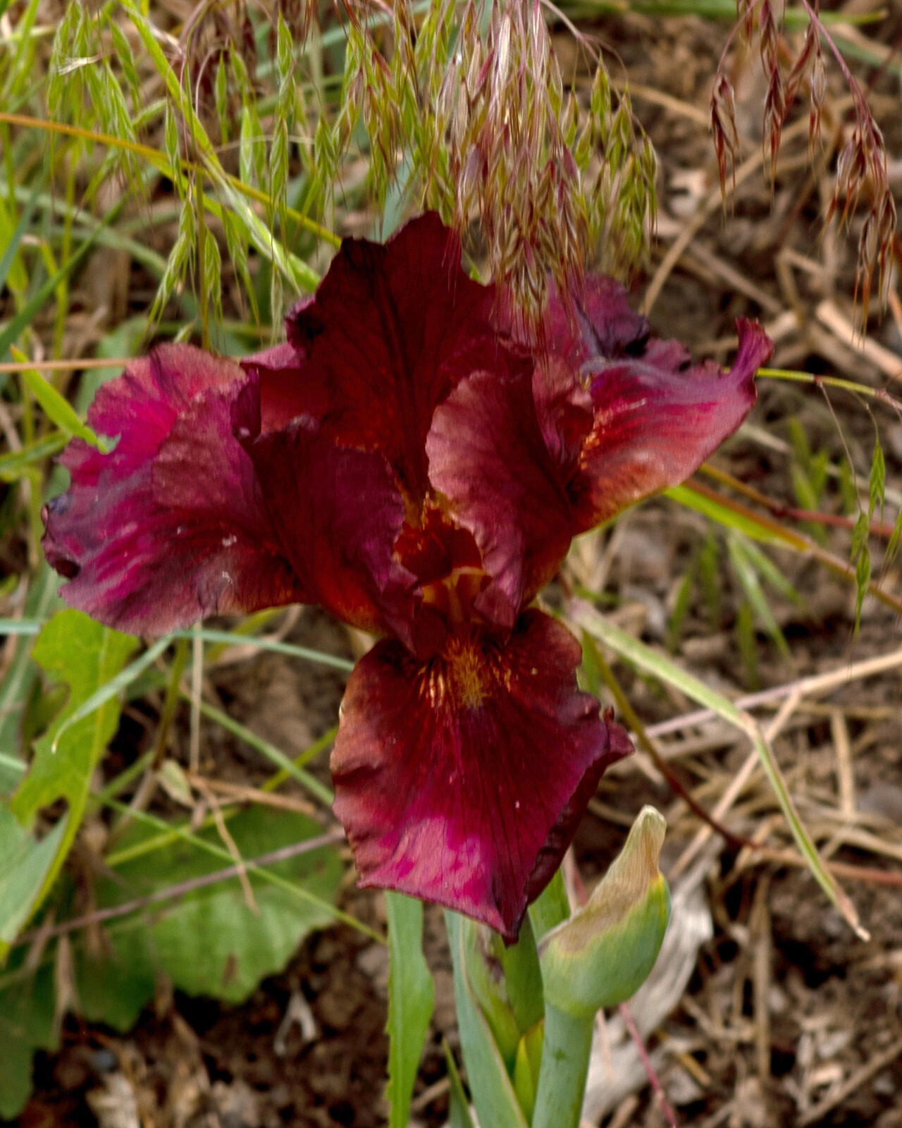 **RED ZINGER** Border Bearded Iris. Freshly Dug, Combined Shipping: Aug/ Sept
