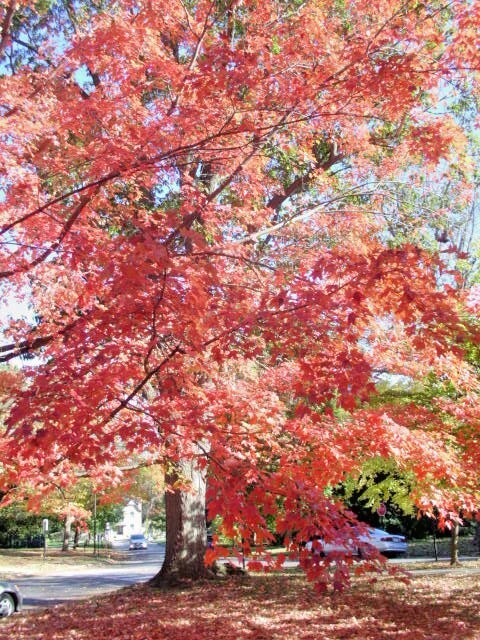 20 BONFIRE SUGAR MAPLE SEEDS – Acer saccharum ‘Bonfire”