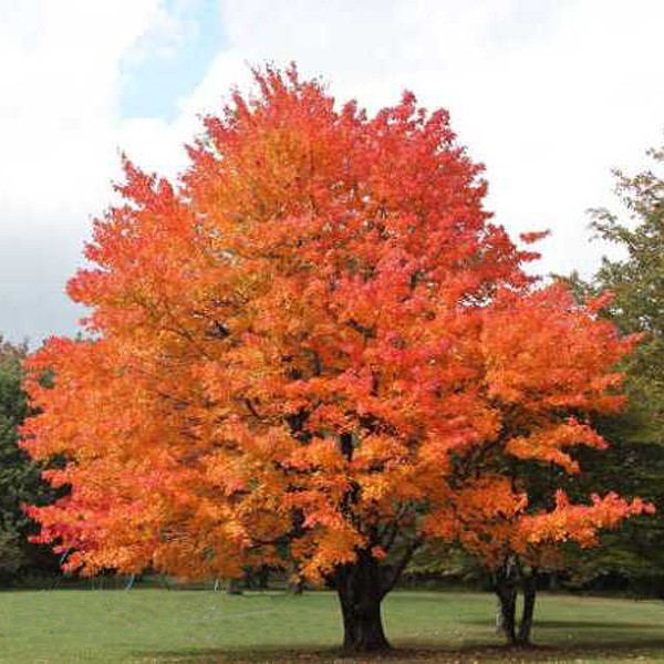 Live Sugar Maple Tree Fully Rooted Plant Acer saccharum 1-4 yo 8-40″+ tall