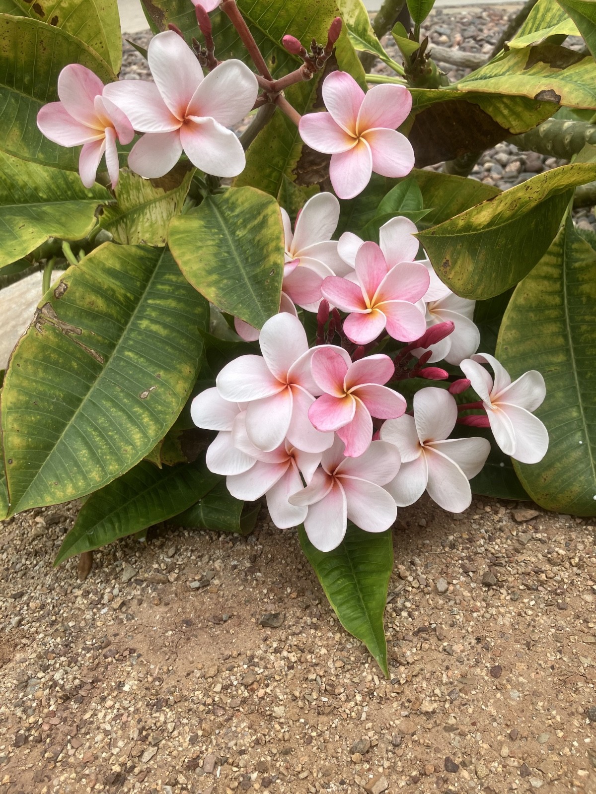 PLUMERIA CUTTINGS FOR SALE – pink, red & yellow- all sizes