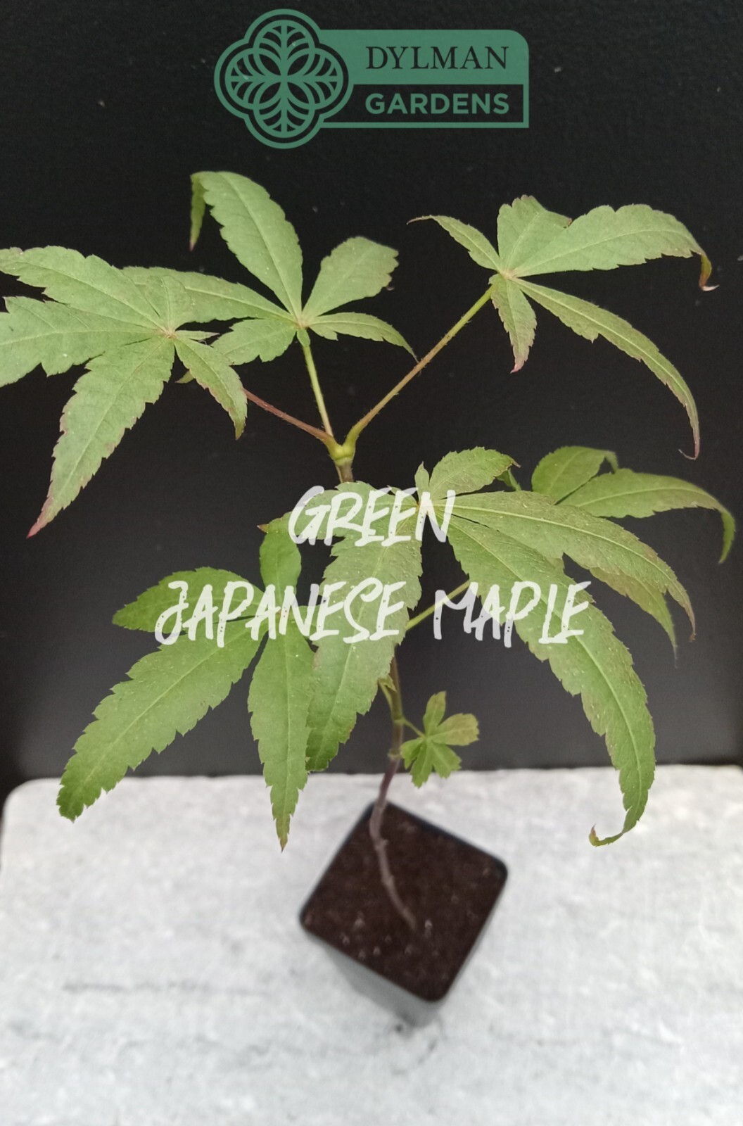 Green Japanese Maple Tree (Acer palmatum) Seedling – Rootstock – Multiple Sizes