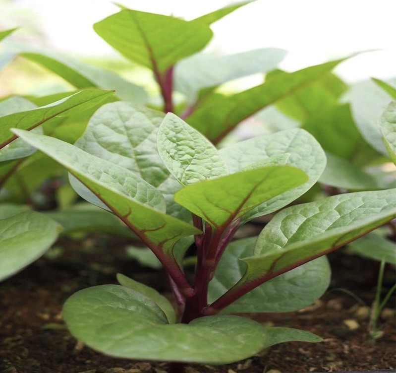 Red Malabar Spinach, Basella Alba – Thick Leaves – 50 Seeds 2025 – USA
