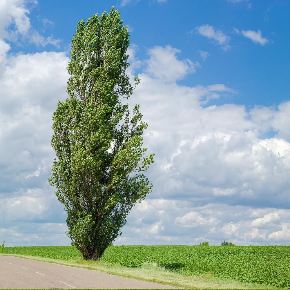 5 Lombardy Poplar Tree 2-3′ Pupulus nigra ‘Italica’ Bare Root