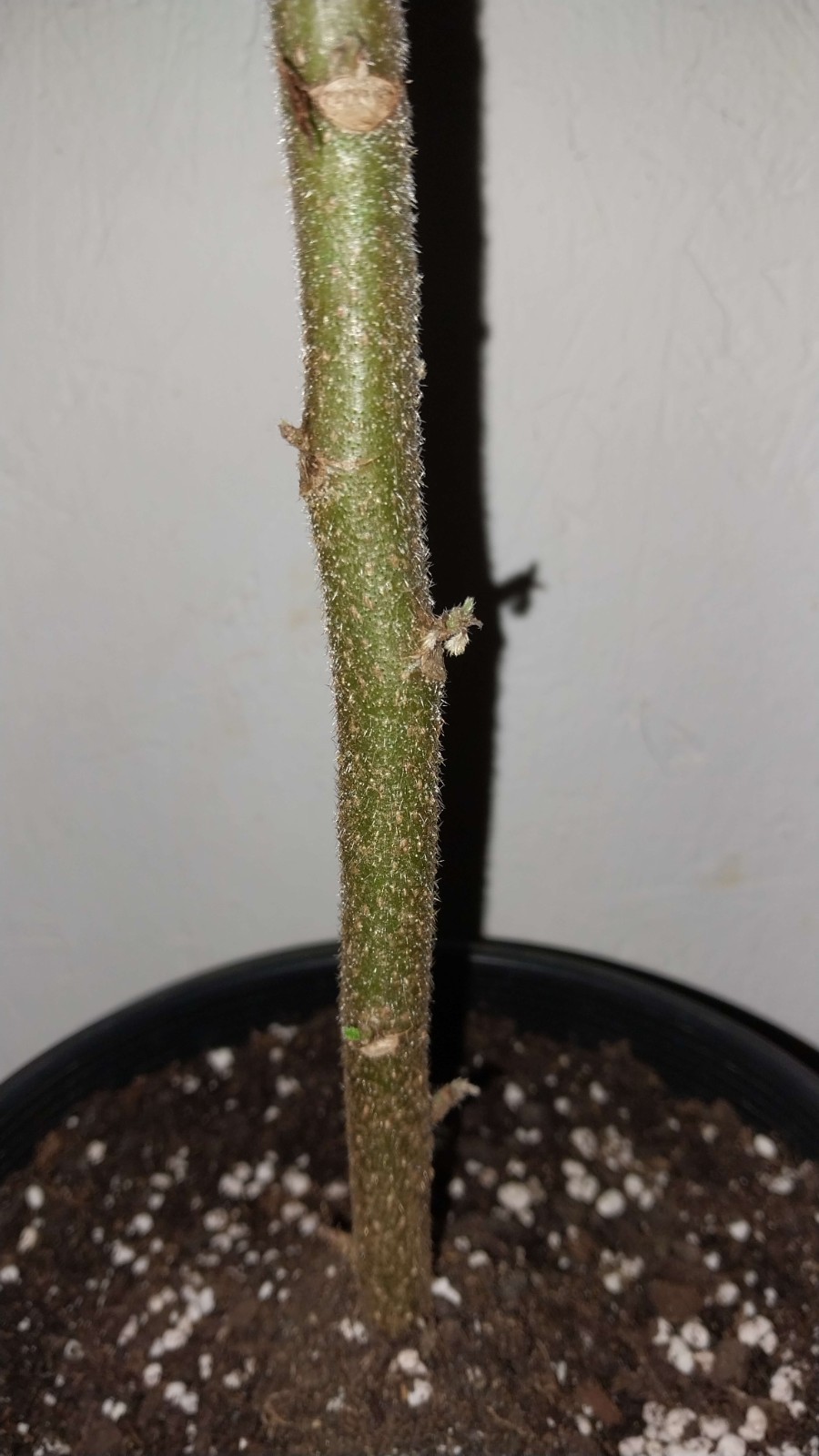 Gympie Gympie Live Plant! Most Painful Plant In The World! Mature Plant!