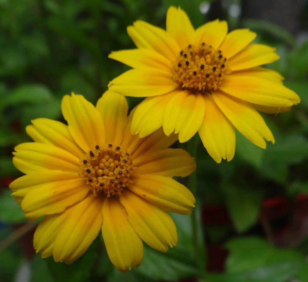 4 LIVE PLANTS SINGAPORE DAISIES WEDELIA CREEPING DAISY YELLOW FLOWERS ROOTED