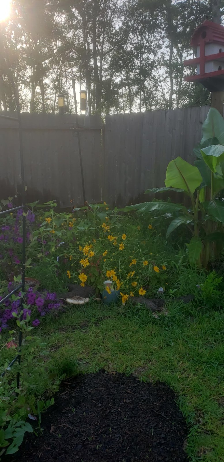 Easy to Grow Wildflower Seeds – 100,000 Count for Thriving Butterfly Habitats