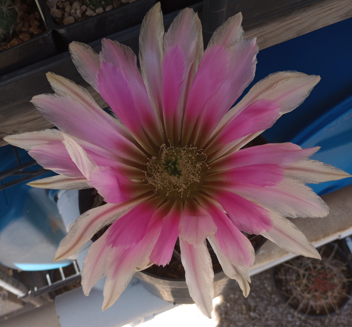 Echinocereus dasyacanthus West Texas Cactus Cold Hardy 237 LG Giant Flowers