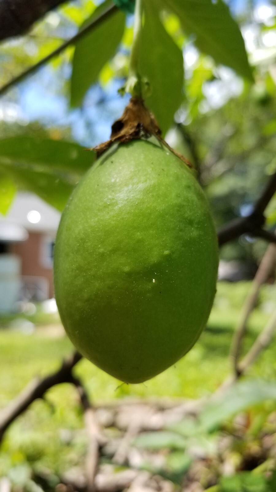 passion flower live plant/Maypop (buy one get one free for good measure)
