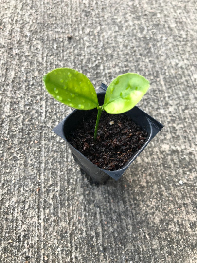 x1 Calamansi Kalamansi Calamondin Live Plug Citrus Plant