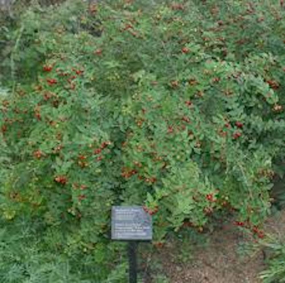 5 Barbados Cherry Tree Malpighia Emarginata Starter Plant