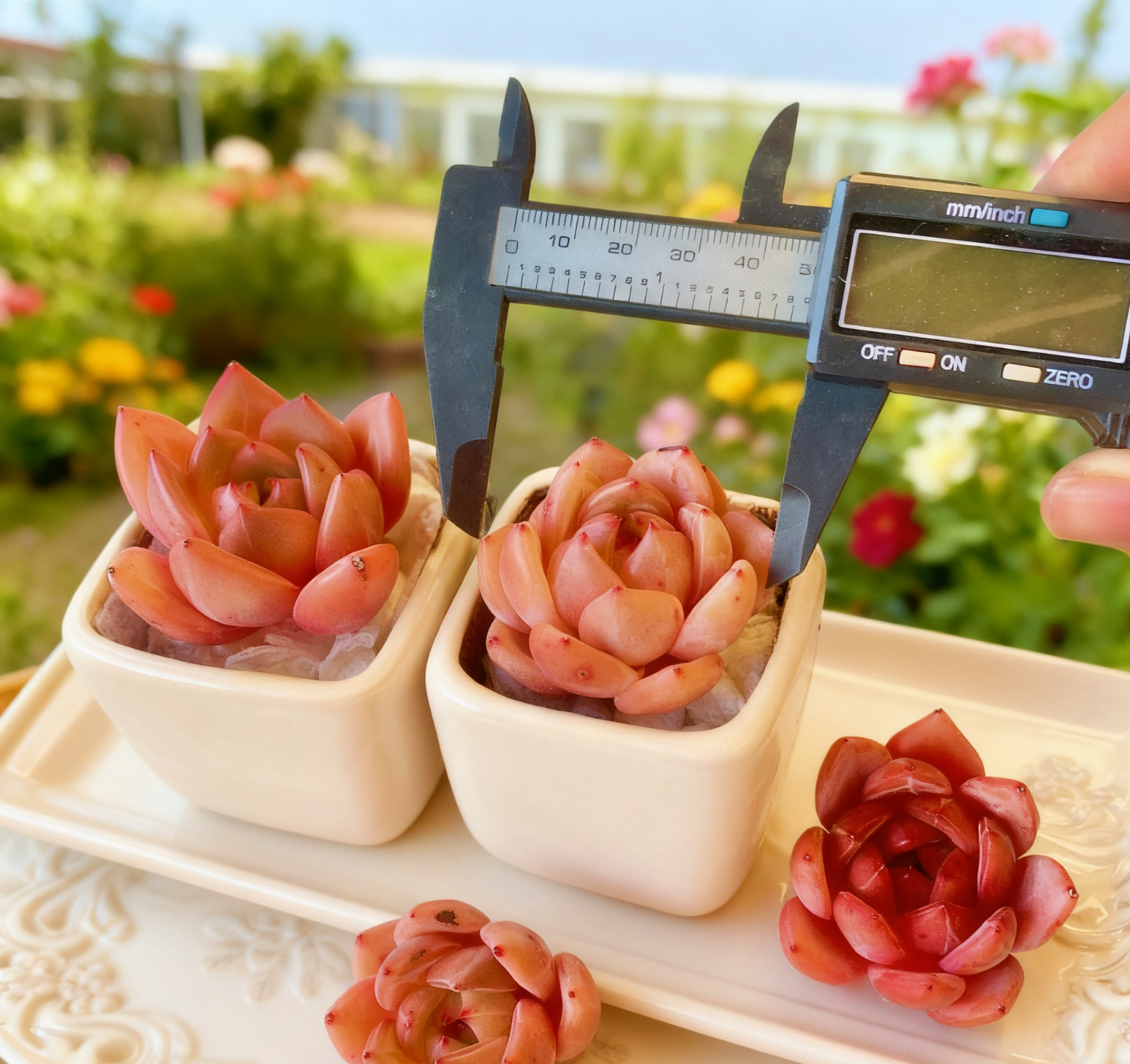 Echeveria Red Wine Champagne Succulents Plants Live, Bare root without soil pot,