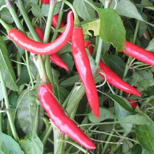RARE✿ Mexican Heirloom Puya/Pulla Hot Chili Pepper 15+ Seeds