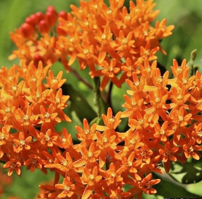 51+ORANGE BUTTERFLY Weed Seeds Native Wildflower Container Garden Heat Cold Easy