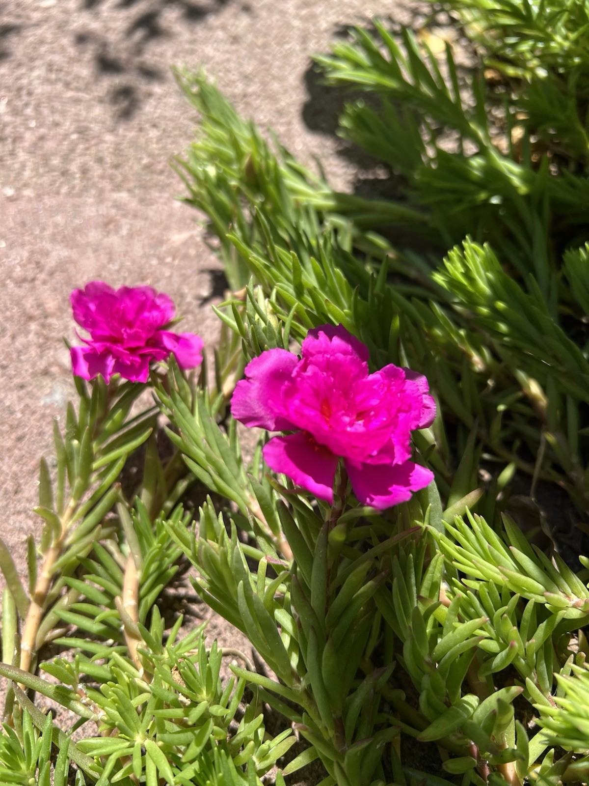 7 Cuttings Magenta Double Massive Bloom – Portulaca Moss Rose – US Seller