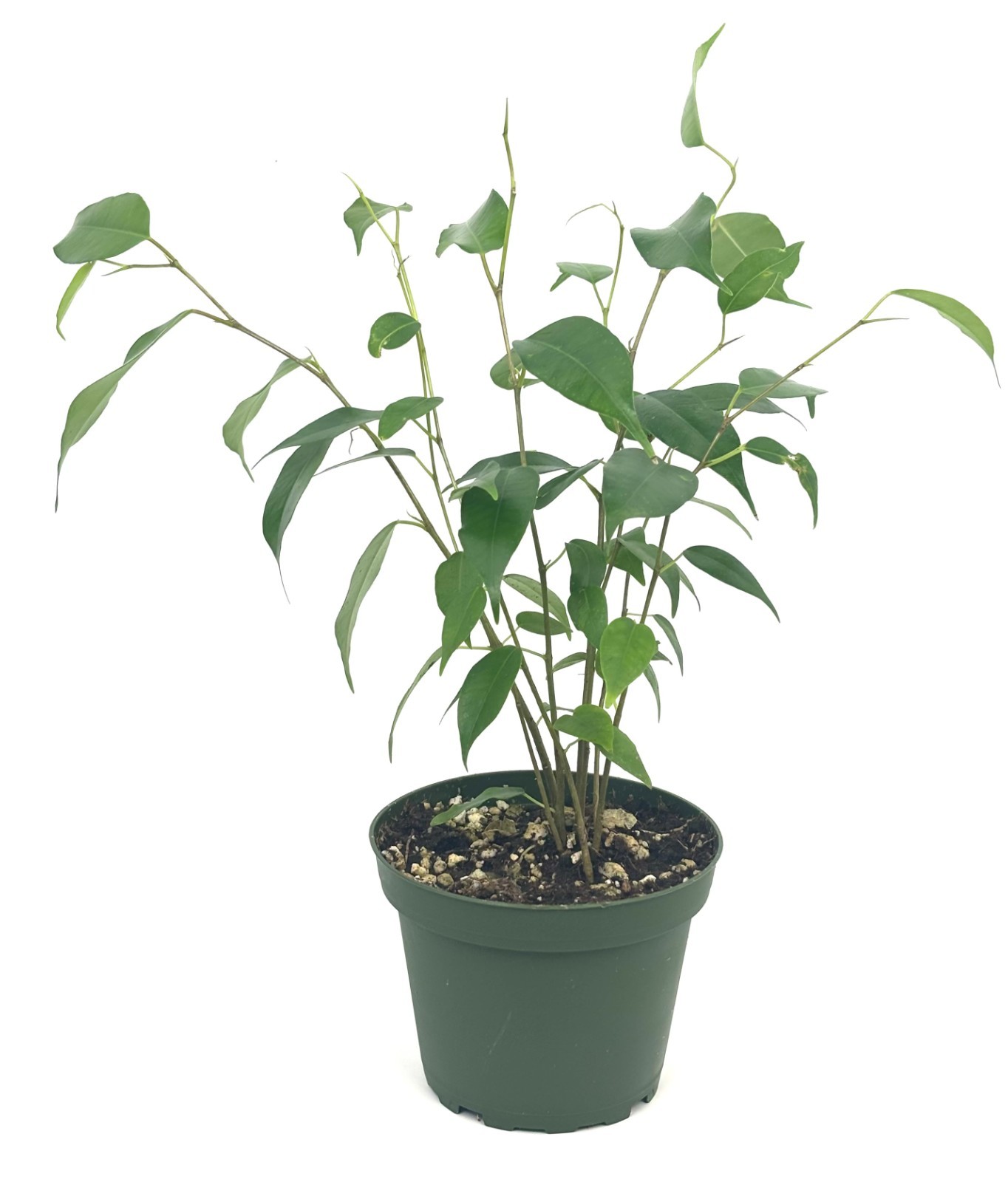 Ficus Benjamina House Plants, 4″ Pot 8-12″ Tall