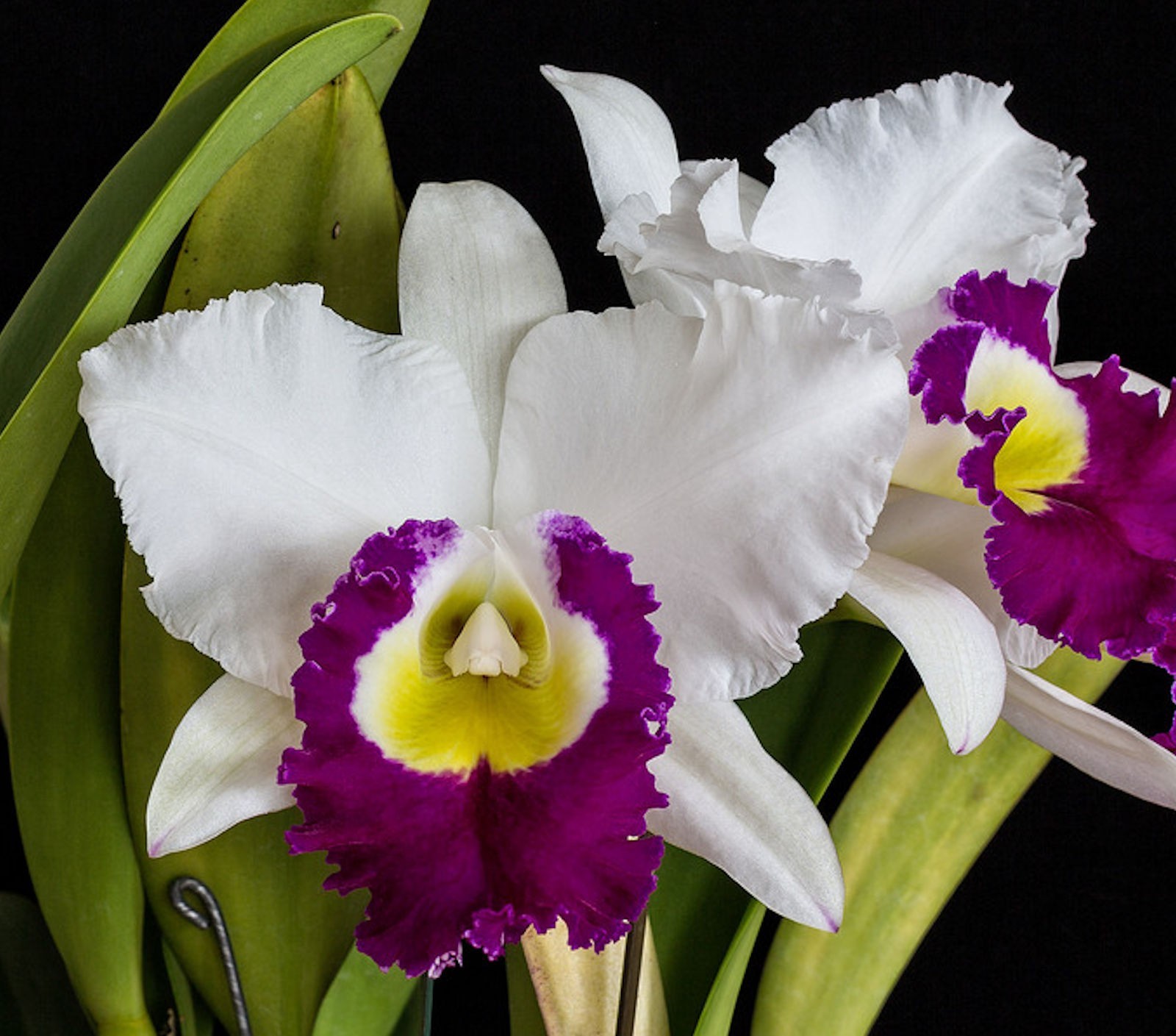 Cattleya Rlc Blanche Aisaka ‘Yuki’ Live Orchid Plant 2B32