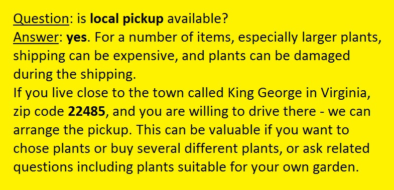 6″ to 12″ tall Mimosa tree in small pot – to grow (1) a large tree or (2) bonsai