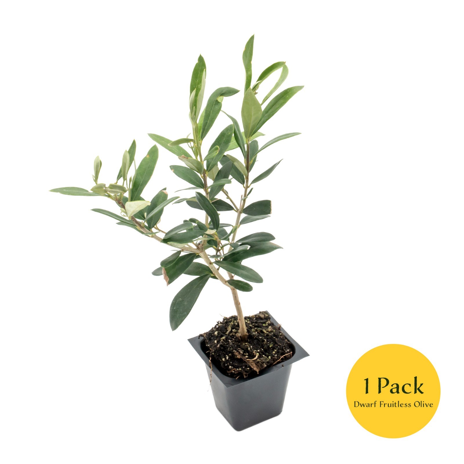 Dwarf Fruitless Olive Tree, 2.5-inch Nursery Cubes, Olea europaea ‘Montra’