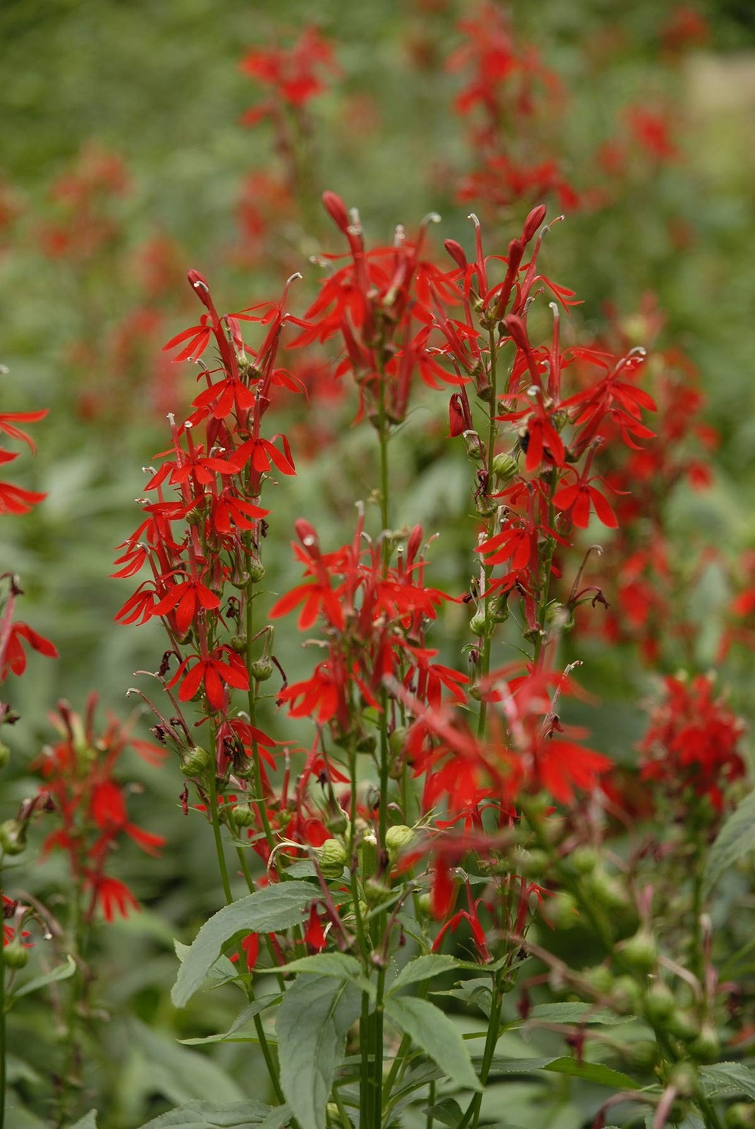 American Beauties Lobelia cardinalis Cardinal Flower Perennial 1 Container