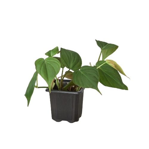 Philodendron ‘Velvet’ • Velvety Dark Green Leaves • Rare Textured Beauty
