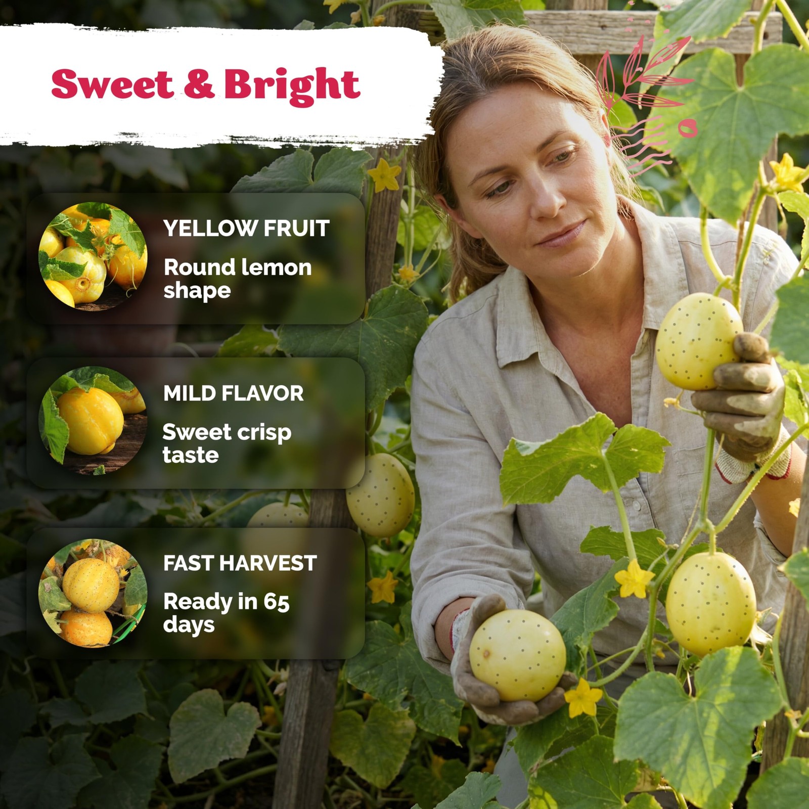KVITER 75 Lemon Cucumber Seeds (Cucumis Sativus)