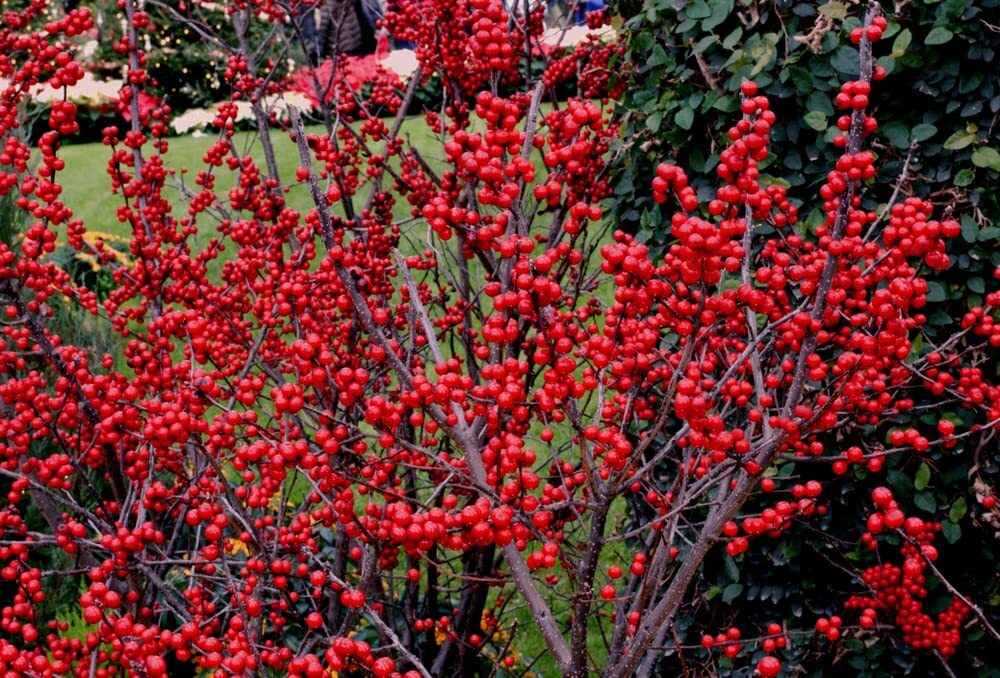 50 Winterberry Bush Seeds for Planting – Ilex verticillata – Essential Winter