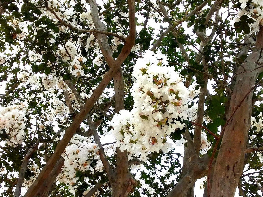 2 LIVE PLANTS CREPE MYRTLE TREES SNOW WHITE FLOWERING CRAPE BUSH SHRUB STARTER