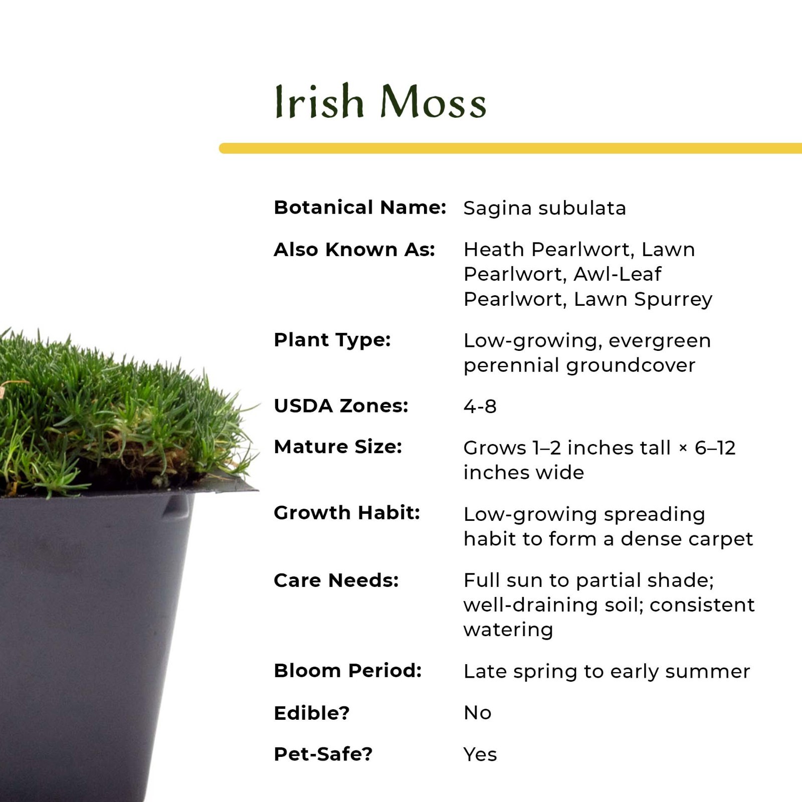 Irish Moss (Sagina subulata) in 2.5” Nursery Cubes, Dense Low-Growing Evergreen