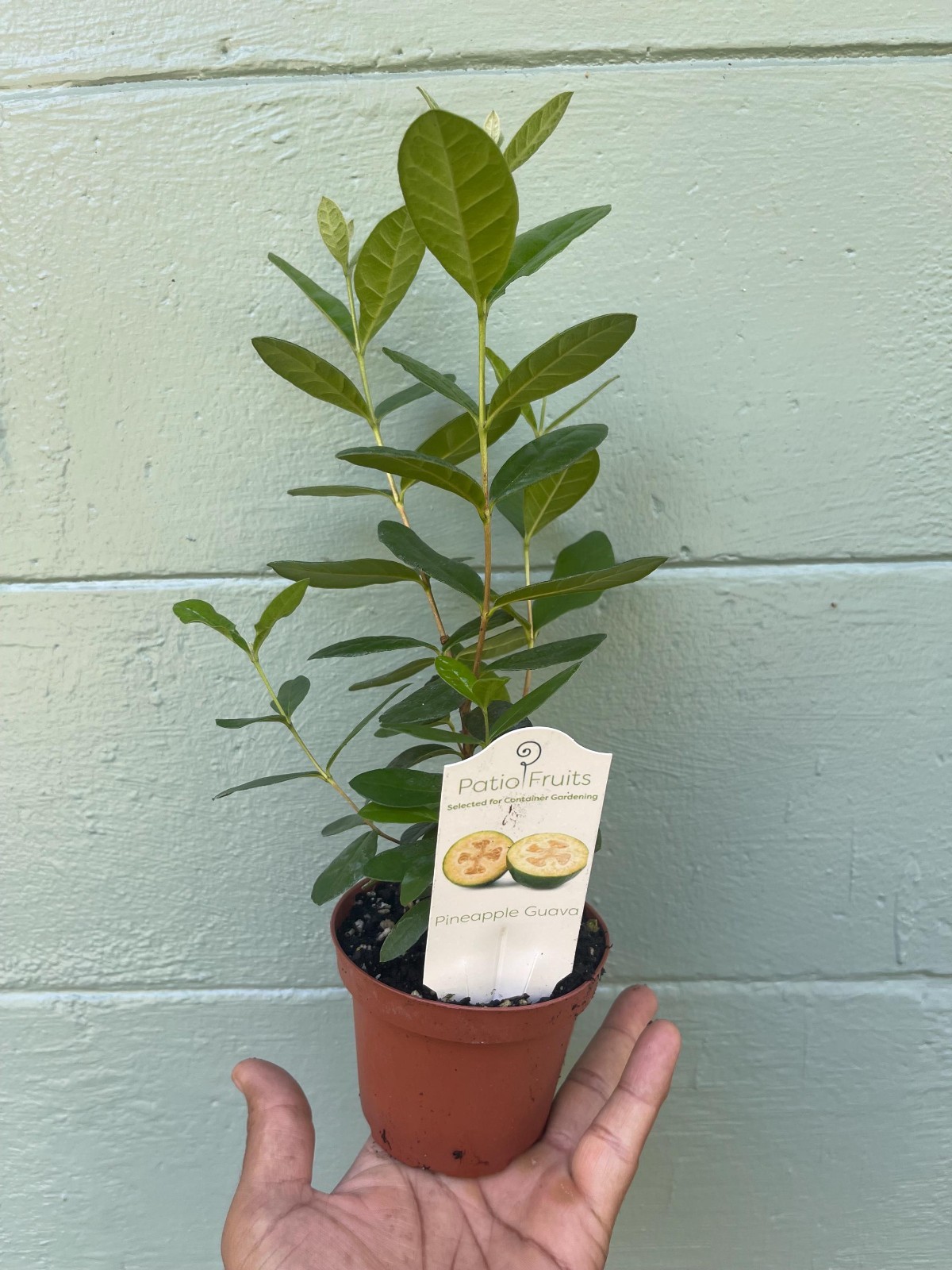 Pineapple Guava Live Plant Acca Sellowiana Edible Evergreen Fruit Shrub