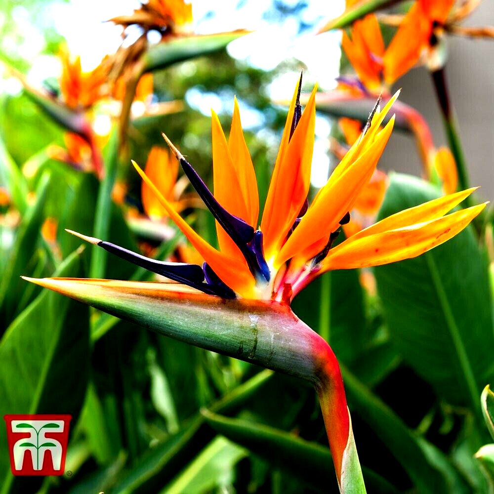 Orange Bird of Paradise~Strelitzia Reginae~ROOTED PLANT~10-12 Inches Tall