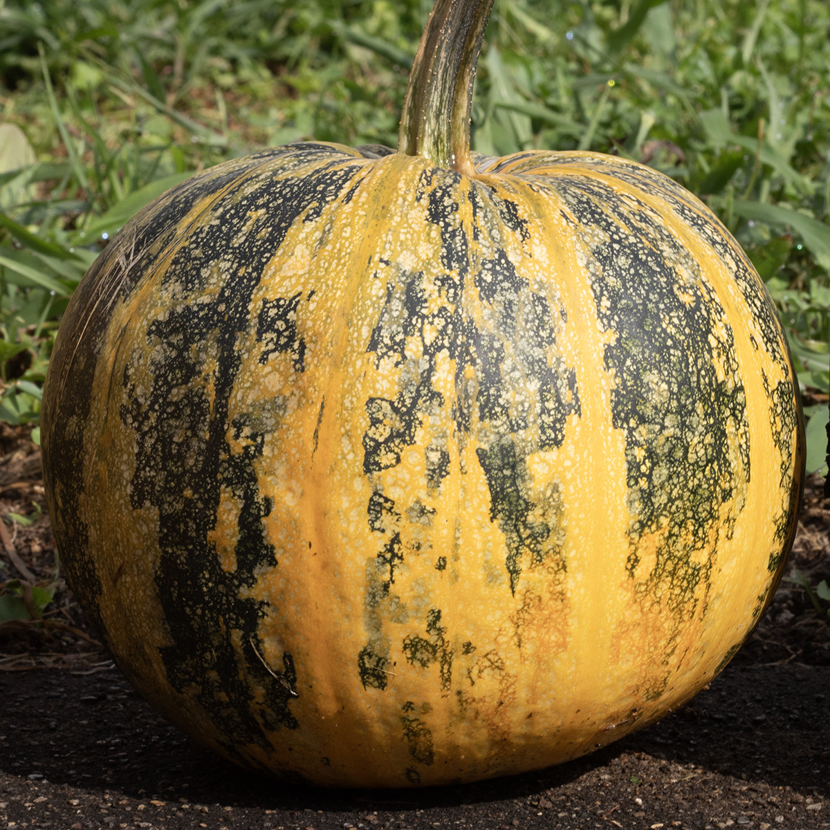 Smoke Camp Crafts Kakai Pepita Pumpkin Seeds (Cucurbita Pepo) 25 Seeds (5