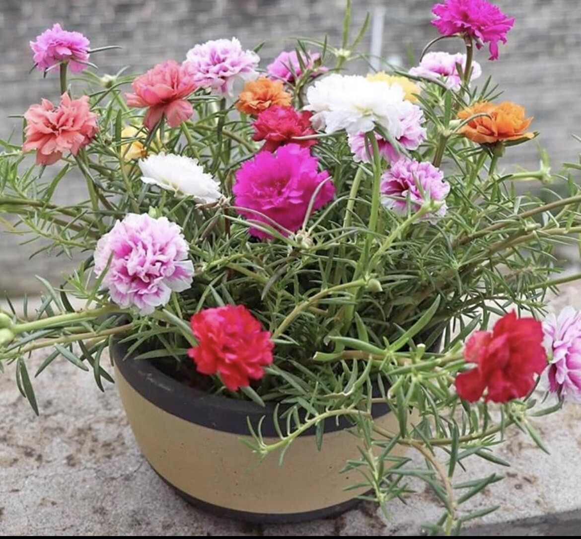1000+ SEEDS MOSS Rose Double Mix ColorSeeds – Portulaca grandiflora Buy2Get1