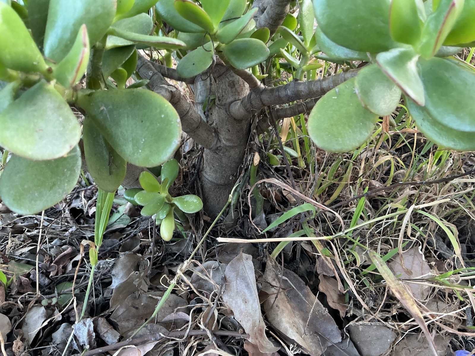Healthy lush green Crassula Ovata Jade Plant cluster, Rooted 18” tall with roots