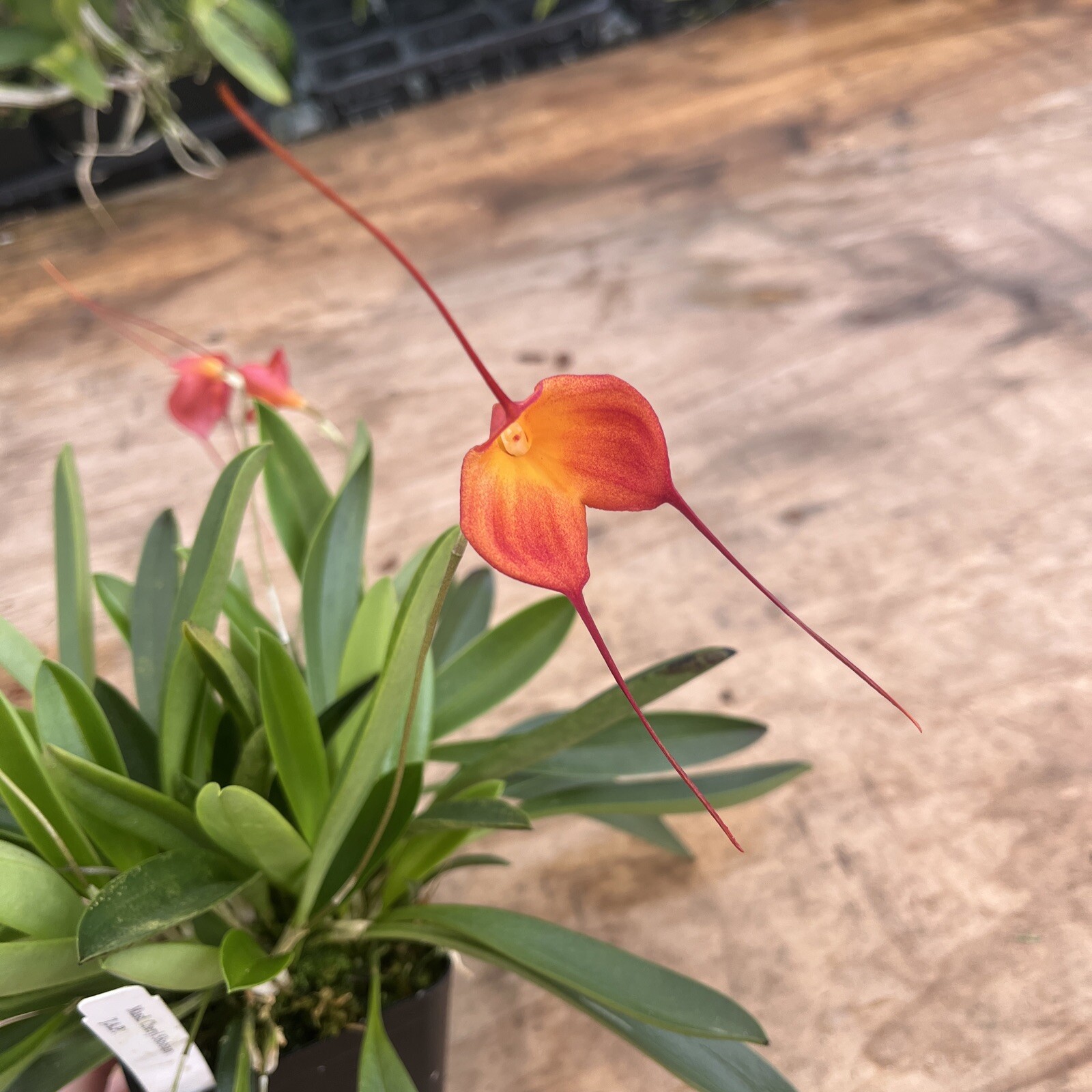 Masdevallia Division Cheryl Shohan ‘J.A.P. ’ 3.5” Net Pot