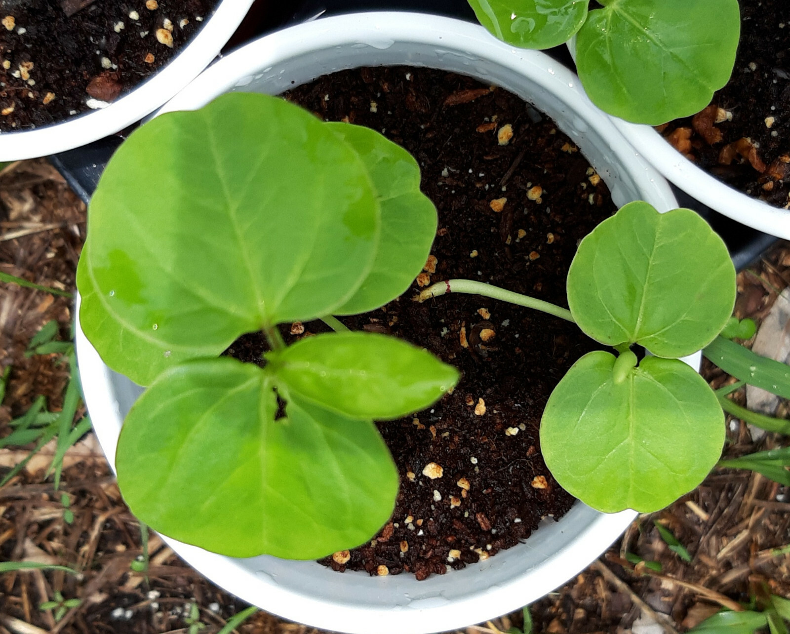 ROSELLE RED DROPS Variety – 12 SEEDS – Hibiscus Tea – Hibiscus – Sorrel