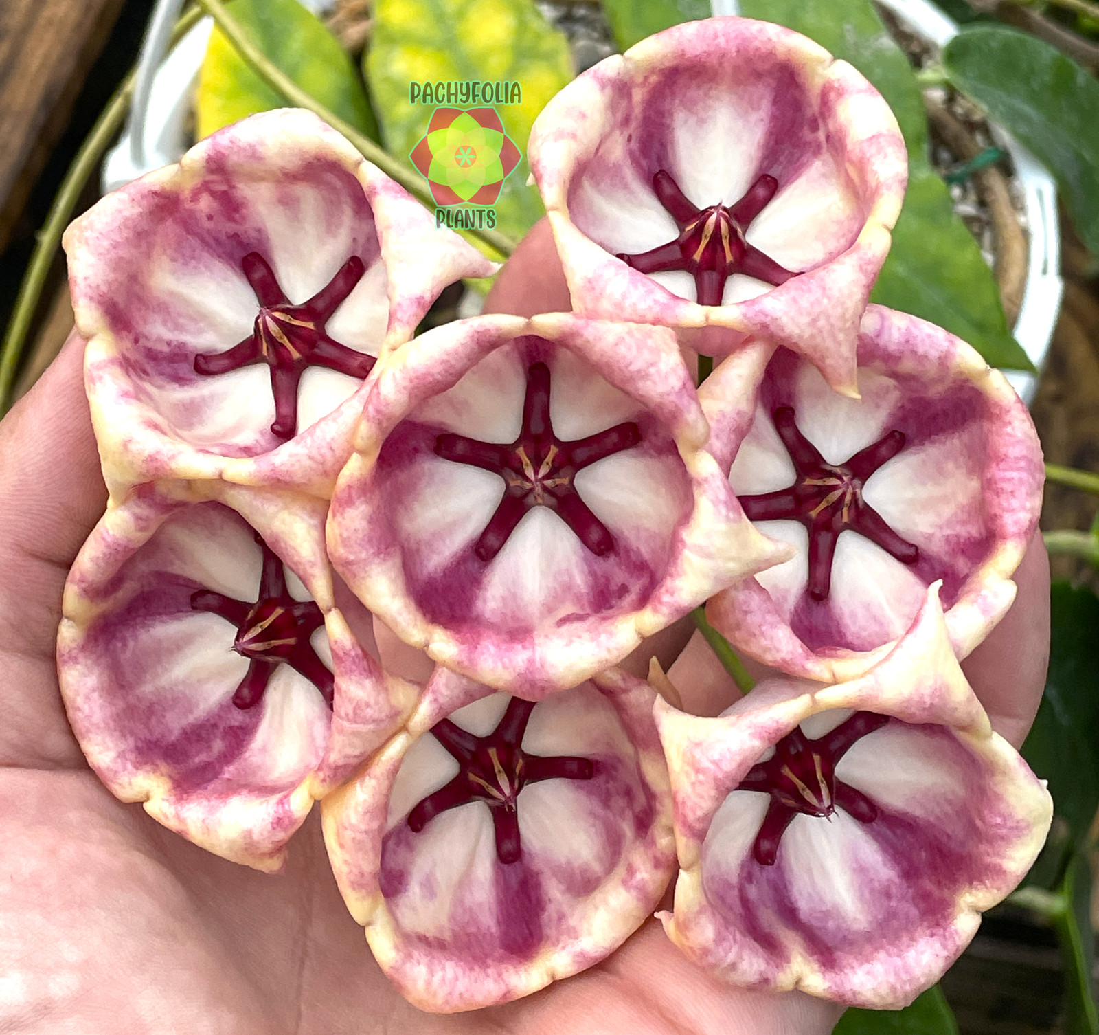 Hoya Archboldiana Pink Rooted In 3.5″ pot – Multiple Nodes!