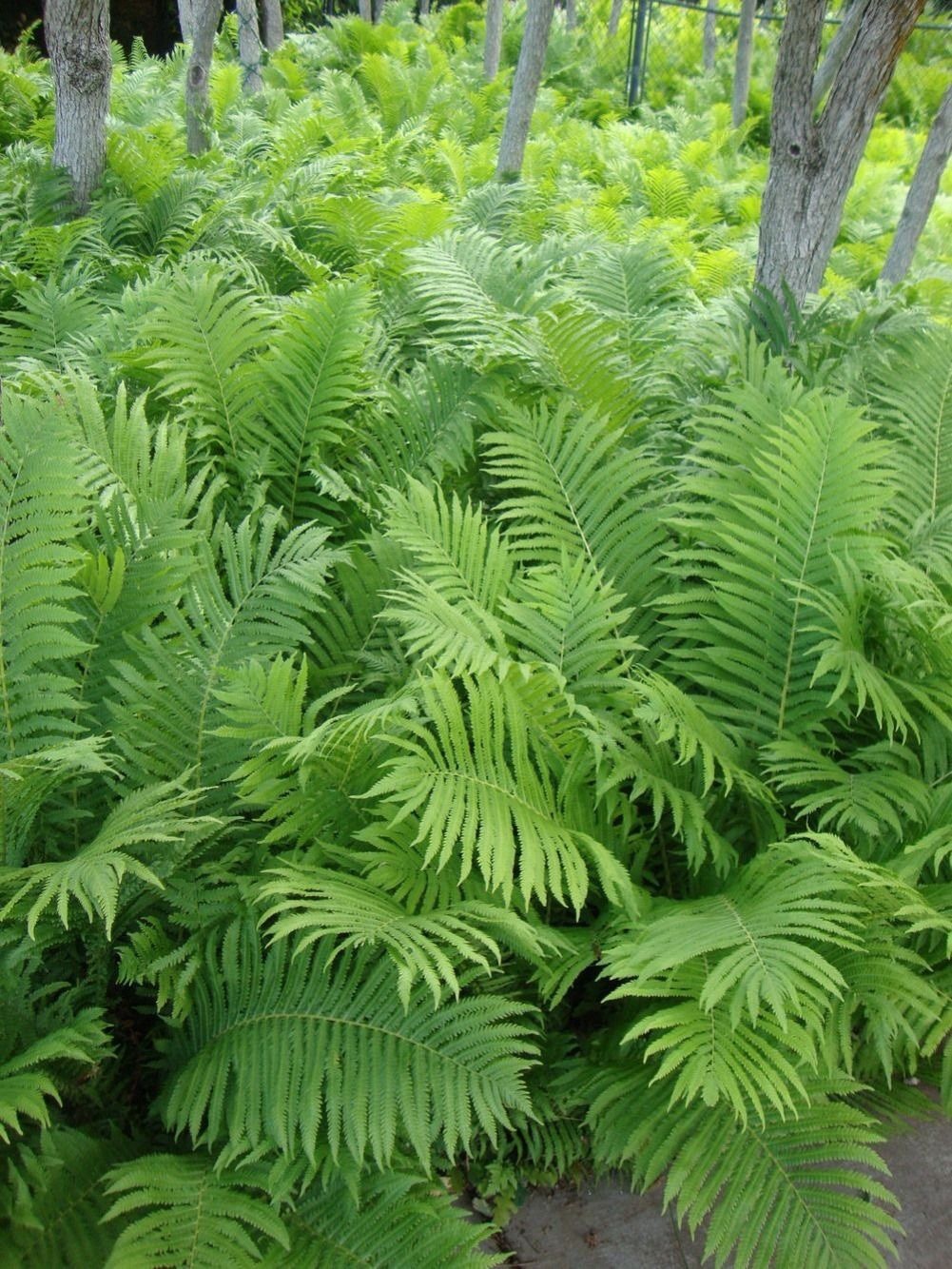 3 Ostrich Fern Root Fiddlehead Matteuccia Struthiopteris Bare Root